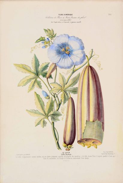 BOTANICS

The Luffa, the Talaumé 2 plates...
