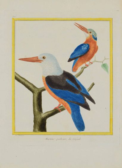 François - Nicolas MARTINET (1725/31 - 1804)

Variegated...