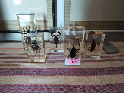 Six bibelots en plexiglass insectes 
Ref...