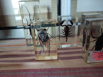 Six bibelots en plexiglass insectes 
Ref...