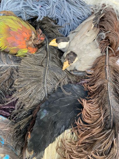 8 Lot of various feathers in different colors,...