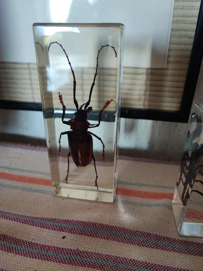 Six bibelots en plexiglass insectes 
Ref...