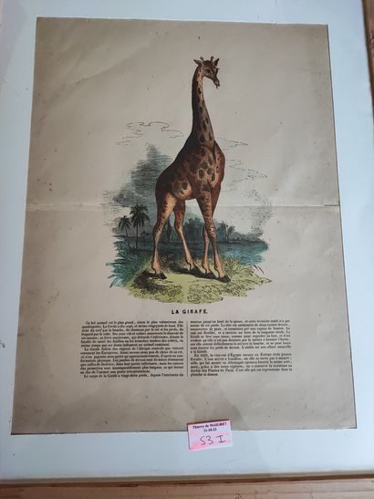 Lot of about 7 engravings and reproductions...