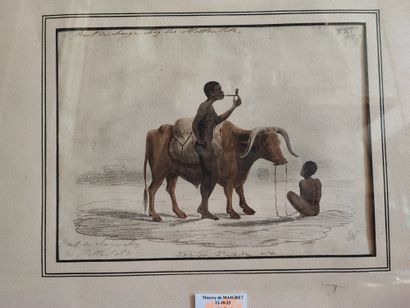 Bœuf de charge chez les...
Aquarelle et crayon...