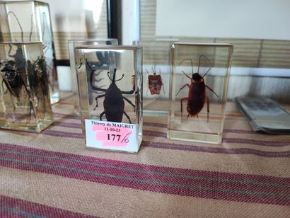 Six bibelots en plexiglass insectes 
Ref...