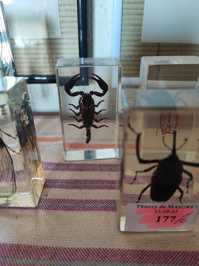 Six bibelots en plexiglass insectes 
Ref...