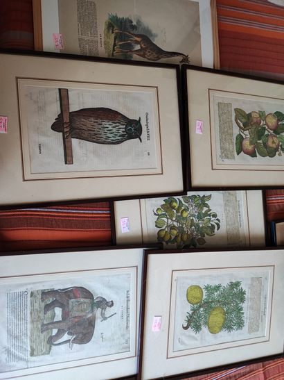 Lot of about 7 engravings and reproductions...