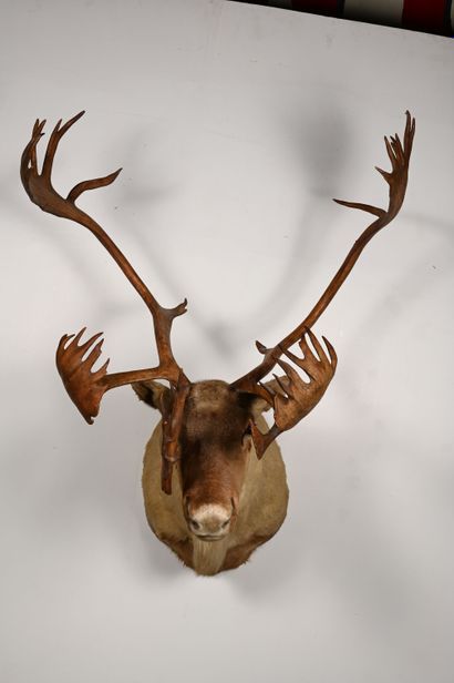 Caribou rangifer tarandus. Naturalized head...
