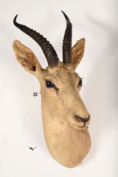 Thomson's gazelle dorcas. Naturalized head...