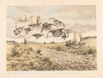 Francis BERILLE. The partridge company. Color...