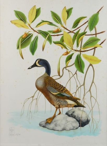 Gaëtan du CHATENET. Duck Studies. Two lithographs...