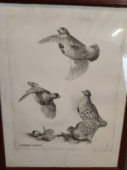 Jean-Lin DESCAMPS. Gray partridge. Partridge...