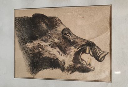 Emmanuel FRACHON. -Studies of wild boars....