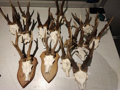 Lot of 15 deer kills, including eight on...