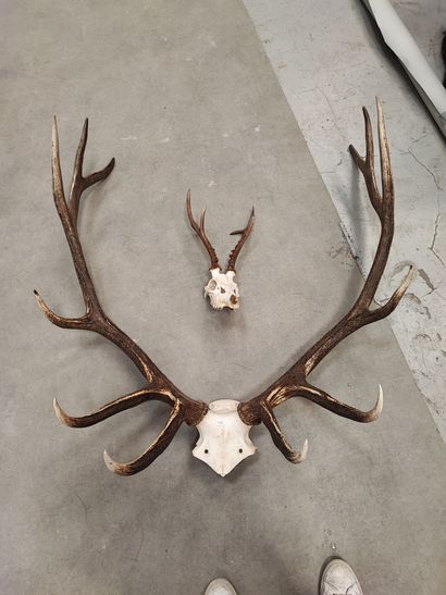 Elk massacre, 12 points. A 6-point Siberian...