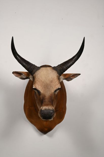 Banteng bos javanicus. Naturalized head in...
