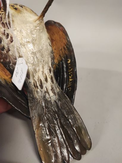Sylvestrie. Drake thrush in polychrome terra...