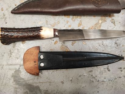 Stag handle straight hunting knife, 21.5...