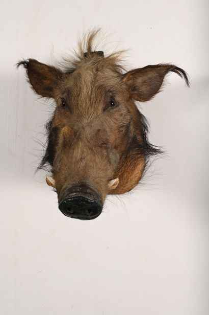 Bushpig potamochoerus. Naturalized head in...