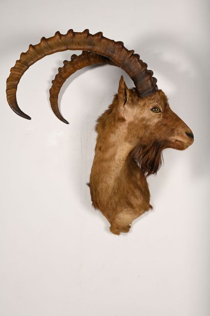 Asian ibex capra sibirica. Naturalized head...