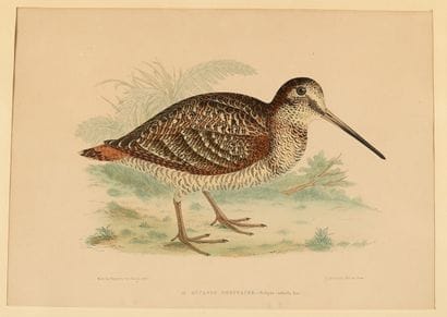 Ordinary woodcock. Wild goose. Rock partridge....