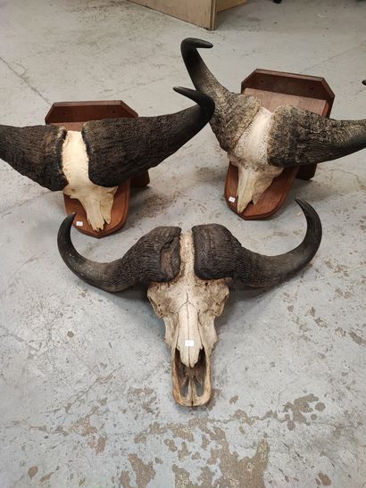 Three caffer caffer buffalo massacres, including...