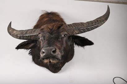 Water buffalo bubalus bubalis. Naturalized...