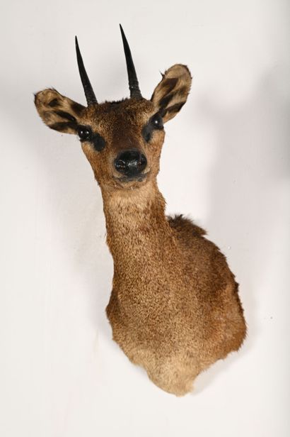 Grimm's duiker sylvicapra grimmia. Naturalized...