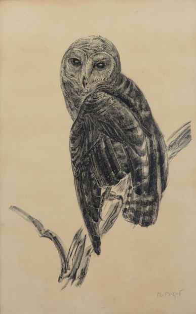 Raymond BIGOT. Owl. Engraving signed lower...