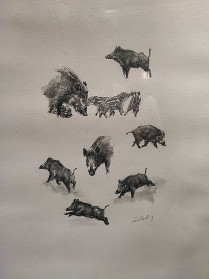 Emmanuel FRACHON. -Studies of wild boars....