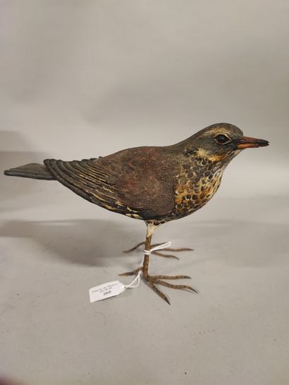 Sylvestrie. Drake thrush in polychrome terra...