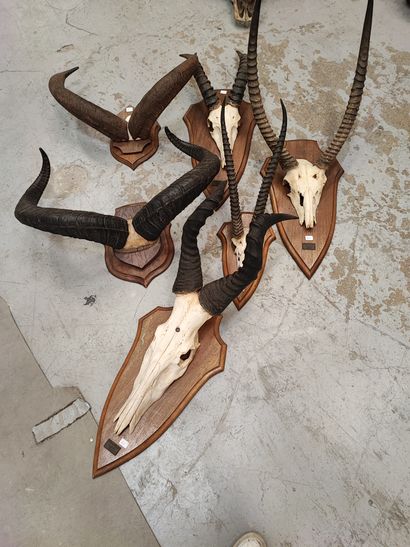 Five massacres on escutcheons, including...