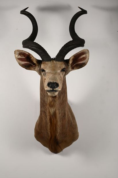 Greater kudu tragelaphus strepsiceros. Naturalized...
