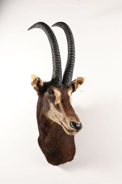 Black hippotragus hippotragus niger. Naturalized...