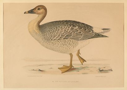 Ordinary woodcock. Wild goose. Rock partridge....
