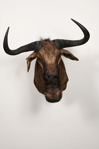 Blue wildebeest connochaetes taurinus. Naturalized...