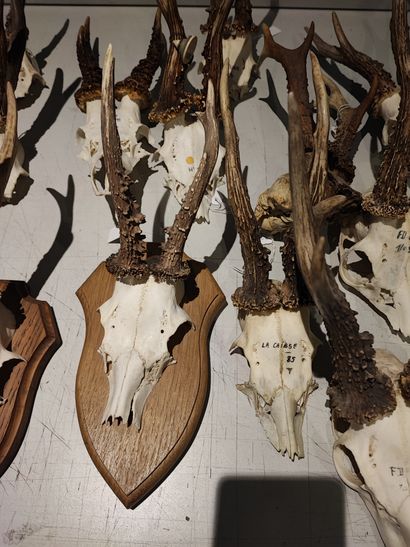 Lot of 15 deer kills, including eight on...