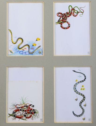 Gaëtan du CHATENET. Etude d’insectes et étude...