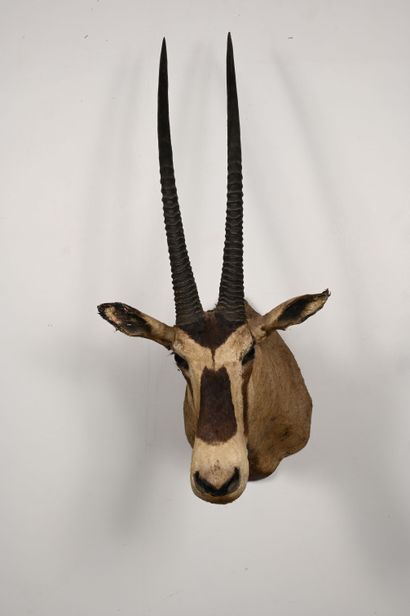 Oryx Beïsa oryx beisa. Naturalized head in...