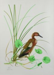 Gaëtan du CHATENET. Duck Studies. Two lithographs...