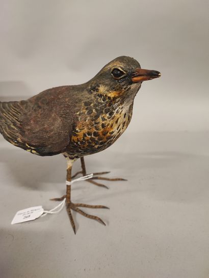 Sylvestrie. Drake thrush in polychrome terra...