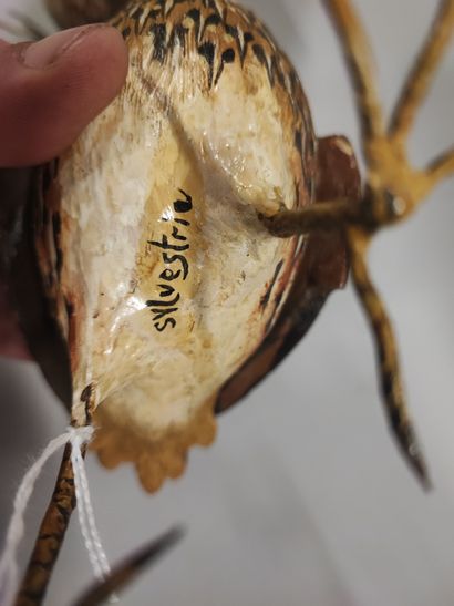 Sylvestrie. Polychrome terracotta quail....