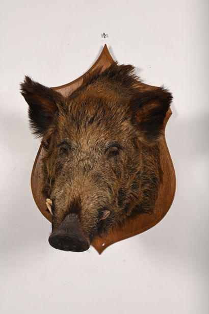 Wild boar sus scrofa. Naturalized head in...