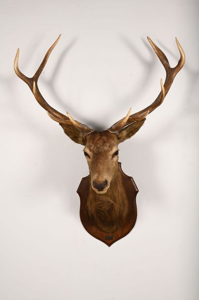 European deer cervus elaphus. Naturalized...