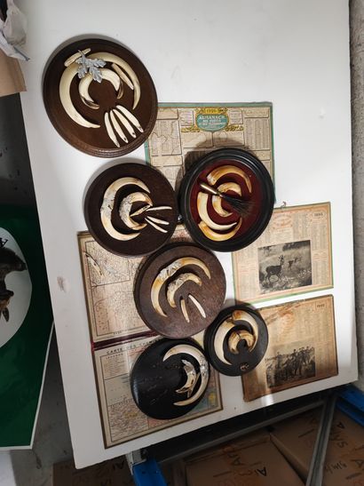 Strong set of boar tusks and stoneware on...