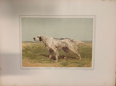 Paul CAILLARD. Pointing dogs. English breeds....