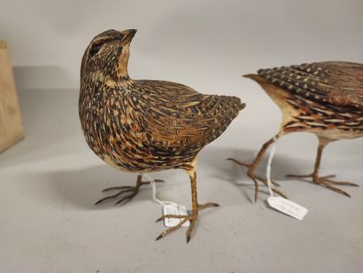 Sylvestrie. Polychrome terracotta quail....