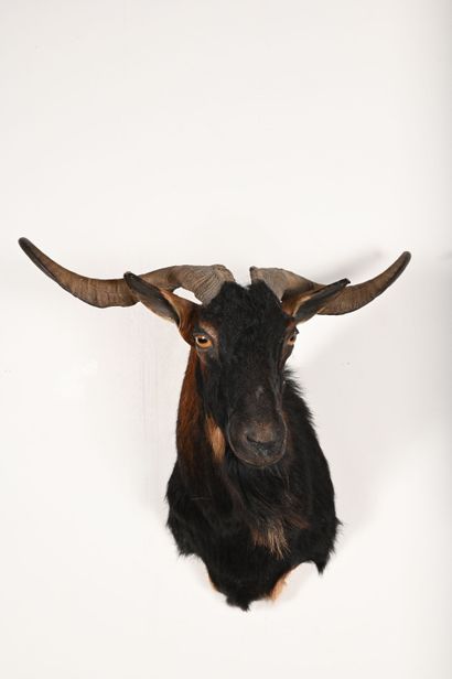 Balearic goat Myotragus balearicus. Naturalized...