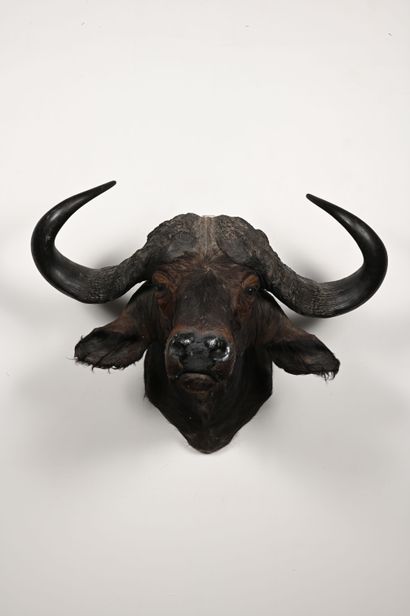 Buffalo caffer caffer. Naturalized cape ...