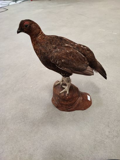 Naturalized grouse on wooden base.